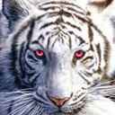 onlygoddessoftigers avatar