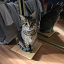 onlyheretolookatthings avatar