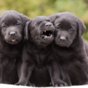 onlylabradors avatar