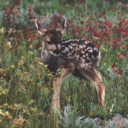 onlymaximthings avatar