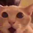 onlyroach-archive avatar