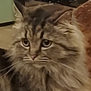 onmystupidheart avatar