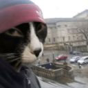 onnozele-otter avatar