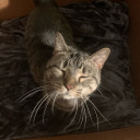 onyxlightdragon avatar