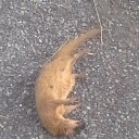 onyxplatypus29 avatar