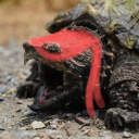 oodles-of-boodle avatar