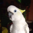 oogityboogityboo avatar