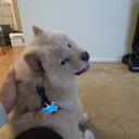 oolongthechow avatar