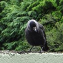 oops-all-birbs avatar
