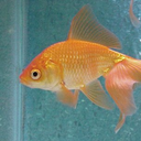 oops-im-a-fish-nerd avatar