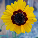 oopsydaisy669-blog1 avatar