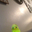 oowooomybeans avatar