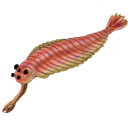 opabinia avatar