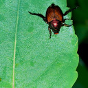 opal-the-giant-woman avatar