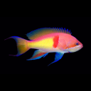 opalsillusion avatar