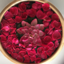 openharborbringontheships avatar