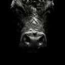 openlysecretive avatar