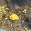 ophelia-jadestone avatar