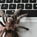 ophelia-the-tarantula avatar