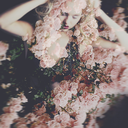 opheliasoverdose avatar