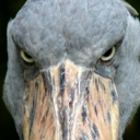 opinionated-birb avatar