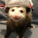 opossum-in-disguise avatar