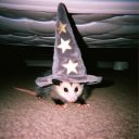 opossumconvert avatar