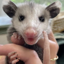 opossumfeet avatar