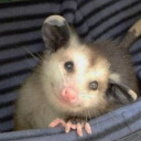opossummlm2 avatar