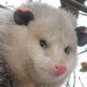 opossums-and-molasses avatar