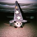 opossumsareus avatar