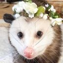 opossumtossin avatar