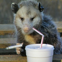 opposum-my-possum avatar