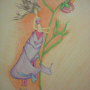 ops-clarei-de-novo avatar