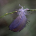 optimistic4life avatar