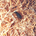 optimistichoneynutcheerio avatar