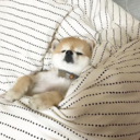 optometrist-prime avatar