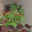 oral-in-florals avatar