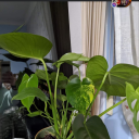 orange-balloon-love avatar