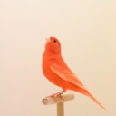 orange-birdy avatar