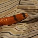 orange-snakes avatar