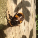 orangebooks123 avatar