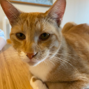 orangecatonthewindowsill avatar