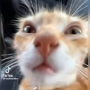 orangecatvideos avatar