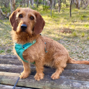 orangedogsquad avatar