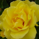 orangeflower08 avatar