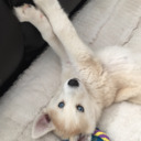 orangeicecreamlover avatar