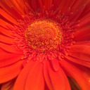 orangeismorethanacolour avatar