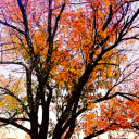 orangeleavesandtea avatar