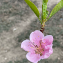 orangemousegirl avatar